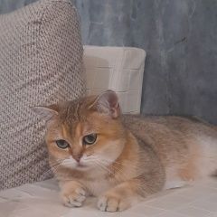 Подробнее об объявлении «Пропала кошка Евпатория» Фото: пропала кошка Британская короткошерстная кошка «Пропала кошка Евпатория» в г. Евпатория
