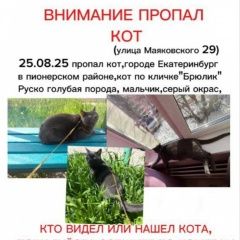 Подробнее об объявлении «Пропал кот помогите найти пожалуйста Екатеринбург» Фото: пропала кошка Русская голубая кошка «Пропал кот помогите найти пожалуйста Екатеринбург» в г. Екатеринбург