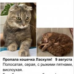 Подробнее об объявлении «Пропала кошка Краснодар» Фото: пропала кошка  «Пропала кошка Краснодар» в г. Краснодар