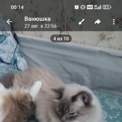 Подробнее об объявлении «Пропал кот Красноярск» Фото: пропала кошка Невская маскарадная «Пропал кот Красноярск» в г. Красноярск