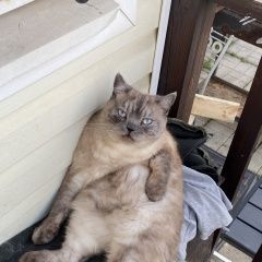 Подробнее об объявлении «Чехов Пропал кот снт факел/столбовая» Фото: пропала кошка Скоттиш страйт (шотландская прямоухая) «Чехов Пропал кот снт факел/столбовая» в г. Чехов