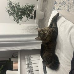 Подробнее об объявлении «Пропала кошка Казань» Фото: пропала кошка  «Пропала кошка Казань» в г. Казань