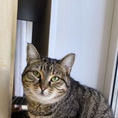 Подробнее об объявлении «Кемерово Пропала кошка» Фото: пропала кошка  «Кемерово Пропала кошка» в г. Кемерово