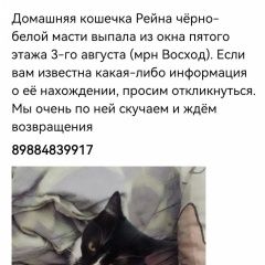 Подробнее об объявлении «Майкоп (Адыгея) Пропала кошка помогите найти, просим» Фото: пропала кошка  «Майкоп (Адыгея) Пропала кошка помогите найти,...» в г. Майкоп (Адыгея)