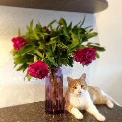 Подробнее об объявлении «Одинцово Пропал кот» Фото: пропала кошка  «Одинцово Пропал кот» в г. Одинцово