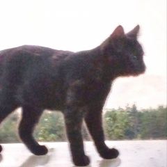 Подробнее об объявлении «Пропала кошка Минск» Фото: пропала кошка  «Пропала кошка Минск» в г. Минск