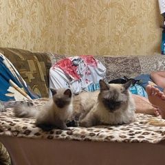 Подробнее об объявлении «Пропал кот Анапа» Фото: пропала кошка Сиамская кошка «Пропал кот Анапа» в г. Анапа