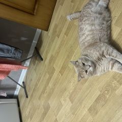 Подробнее об объявлении «Пропала кошка Ставрополь» Фото: пропала кошка  «Пропала кошка Ставрополь» в г. Ставрополь