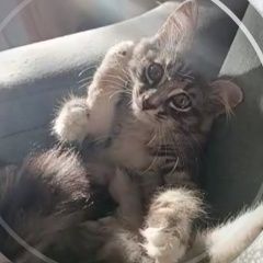 Подробнее об объявлении «Пропала кошка помогите, пожалуйста, найти Оренбург» Фото: пропала кошка  «Пропала кошка помогите, пожалуйста, найти Оренбург» в г. Оренбург