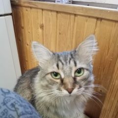 Подробнее об объявлении «Пропала кошка в районе газовика Оренбург» Фото: пропала кошка  «Пропала кошка в районе газовика Оренбург» в г. Оренбург