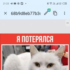Подробнее об объявлении «Пропала кошка Красногорск» Фото: пропала кошка  «Пропала кошка Красногорск» в г. Красногорск