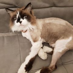 Подробнее об объявлении «Пропала кошка помогите найти Новокузнецк» Фото: пропала кошка  «Пропала кошка помогите найти Новокузнецк» в г. Новокузнецк