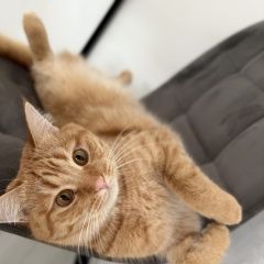 Подробнее об объявлении «Пропал кот Брест Брестская обл.» Фото: пропала кошка  «Пропал кот Брест Брестская обл.» в г. Брест Брестская обл.