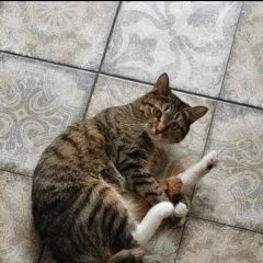 Подробнее об объявлении «Хабаровск Пропала кошка» Фото: пропала кошка  «Хабаровск Пропала кошка» в г. Хабаровск