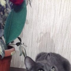 Подробнее об объявлении «Пропала кошка Оренбург» Фото: пропала кошка  «Пропала кошка Оренбург» в г. Оренбург