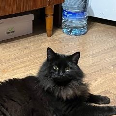 Подробнее об объявлении «Пропал кот чёрный пушистый кот Москва» Фото: пропала кошка  «Пропал кот чёрный пушистый кот Москва» в г. Москва