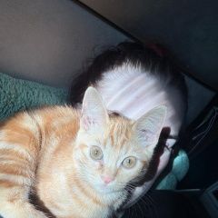 Подробнее об объявлении «Владивосток Пропала кошка котенок» Фото: пропала кошка  «Владивосток Пропала кошка котенок» в г. Владивосток
