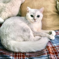 Подробнее об объявлении «Пропал кот по кличке тоффи Жуковский» Фото: пропала кошка Британская короткошерстная кошка «Пропал кот по кличке тоффи Жуковский» в г. Жуковский