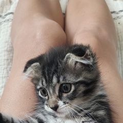 Подробнее об объявлении «Петрозаводск Пропала кошка вислоухий котенок» Фото: пропала кошка  «Петрозаводск Пропала кошка вислоухий котенок» в г. Петрозаводск