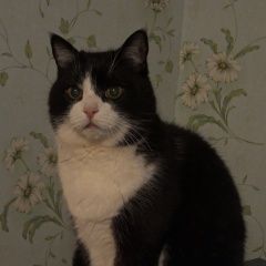 Подробнее об объявлении «Луганск Пропал кот» Фото: пропала кошка  «Луганск Пропал кот» в г. Луганск