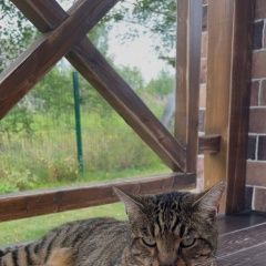 Подробнее об объявлении «Пропал кот. Москва» Фото: пропала кошка Бенгальская кошка «Пропал кот. Москва» в г. Москва