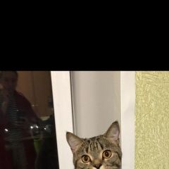 Подробнее об объявлении «Химки Пропал кот» Фото: пропала кошка  «Химки Пропал кот» в г. Химки