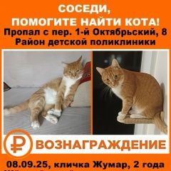 Подробнее об объявлении «Пропал кот Быково (Московская обл.)» Фото: пропала кошка  «Пропал кот Быково (Московская обл.)» в г. Быково (Московская обл.)