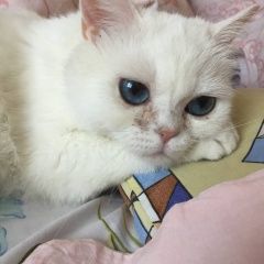 Подробнее об объявлении «Пропала кошка белая кошка, балка. 16 шериф Тирасполь» Фото: пропала кошка  «Пропала кошка белая кошка, балка. 16 шериф...» в г. Тирасполь