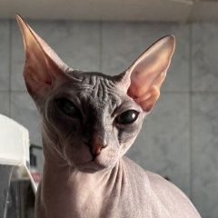 Подробнее об объявлении «Пропала кошка Прокопьевск» Фото: пропала кошка  «Пропала кошка Прокопьевск» в г. Прокопьевск