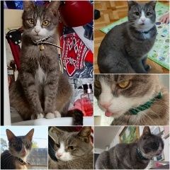 Подробнее об объявлении «Пропала кошка Раменское» Фото: пропала кошка  «Пропала кошка Раменское» в г. Раменское