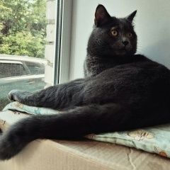 Подробнее об объявлении «Пропал кот Переславль-Залесский» Фото: пропала кошка  «Пропал кот Переславль-Залесский» в г. Переславль-Залесский