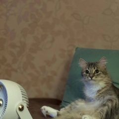 Подробнее об объявлении «Пропала кошка Сочи» Фото: пропала кошка Сибирская кошка «Пропала кошка Сочи» в г. Сочи