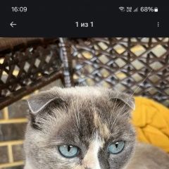 Подробнее об объявлении «Пропала кошка в пучково Троицк» Фото: пропала кошка  «Пропала кошка в пучково Троицк» в г. Троицк