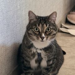 Подробнее об объявлении «Пропал кот Евпатория» Фото: пропала кошка  «Пропал кот Евпатория» в г. Евпатория