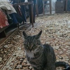 Подробнее об объявлении «Пропала кошка Армавир» Фото: пропала кошка  «Пропала кошка Армавир» в г. Армавир