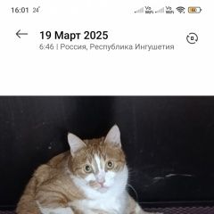 Подробнее об объявлении «Пропал кот пожалуйста помогите найти нашего любимца Ставрополь» Фото: пропала кошка  «Пропал кот пожалуйста помогите найти нашего...» в г. Ставрополь