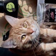 Подробнее об объявлении «Пропал кот Ангарск» Фото: пропала кошка  «Пропал кот Ангарск» в г. Ангарск