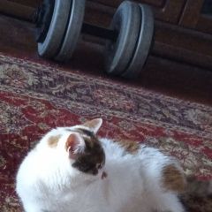 Подробнее об объявлении «Мытищи Пропала кошка» Фото: пропала кошка  «Мытищи Пропала кошка» в г. Мытищи