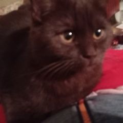 Подробнее об объявлении «Пропал кот убежал мой котик из ветклиники на сакко Новороссийск» Фото: пропала кошка  «Пропал кот убежал мой котик из ветклиники на...» в г. Новороссийск