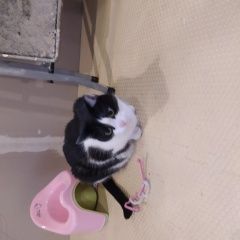 Подробнее об объявлении «Пропала кошка Горячий Ключ» Фото: пропала кошка  «Пропала кошка Горячий Ключ» в г. Горячий Ключ