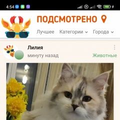 Подробнее об объявлении «Пропала кошка Феодосия» Фото: пропала кошка  «Пропала кошка Феодосия» в г. Феодосия