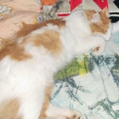 Подробнее об объявлении «Пропал кот молодой кот Семилуки» Фото: пропала кошка  «Пропал кот молодой кот Семилуки» в г. Семилуки