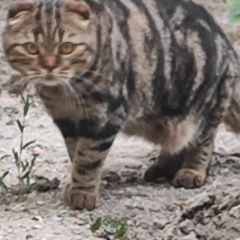 Подробнее об объявлении «Пропал кот Луганск» Фото: пропала кошка Британская короткошерстная кошка «Пропал кот Луганск» в г. Луганск