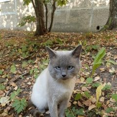 Подробнее об объявлении «Пропал кот давно Нижний Новгород» Фото: пропала кошка Тайская кошка «Пропал кот давно Нижний Новгород» в г. Нижний Новгород