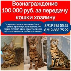 Подробнее об объявлении «Пропала кошка выскочила с балкона кошечка стеша Екатеринбург» Фото: пропала кошка Бенгальская кошка «Пропала кошка выскочила с балкона кошечка стеша...» в г. Екатеринбург