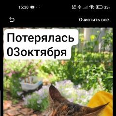 Подробнее об объявлении «Пропала кошка китти Краснодар» Фото: пропала кошка  «Пропала кошка китти Краснодар» в г. Краснодар