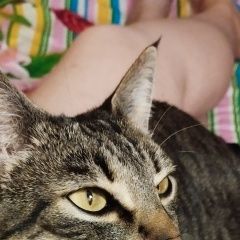 Подробнее об объявлении «Пропала кошка Пенза» Фото: пропала кошка  «Пропала кошка Пенза» в г. Пенза