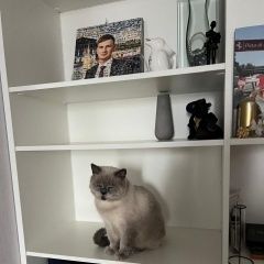 Подробнее об объявлении «Пропал кот тема, просьба вернуть его в с Ростов-на-Дону» Фото: пропала кошка  «Пропал кот тема, просьба вернуть его в с...» в г. Ростов-на-Дону