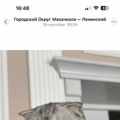 Подробнее об объявлении «Пропала кошка кошечка молодая. 9 мес. джесси. Махачкала» Фото: пропала кошка  «Пропала кошка кошечка молодая. 9 мес. джесси....» в г. Махачкала