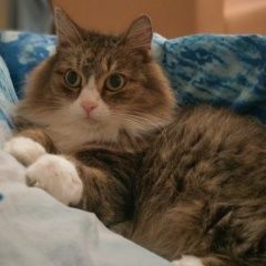 Подробнее об объявлении «Иркутск Пропала кошка» Фото: пропала кошка  «Иркутск Пропала кошка» в г. Иркутск